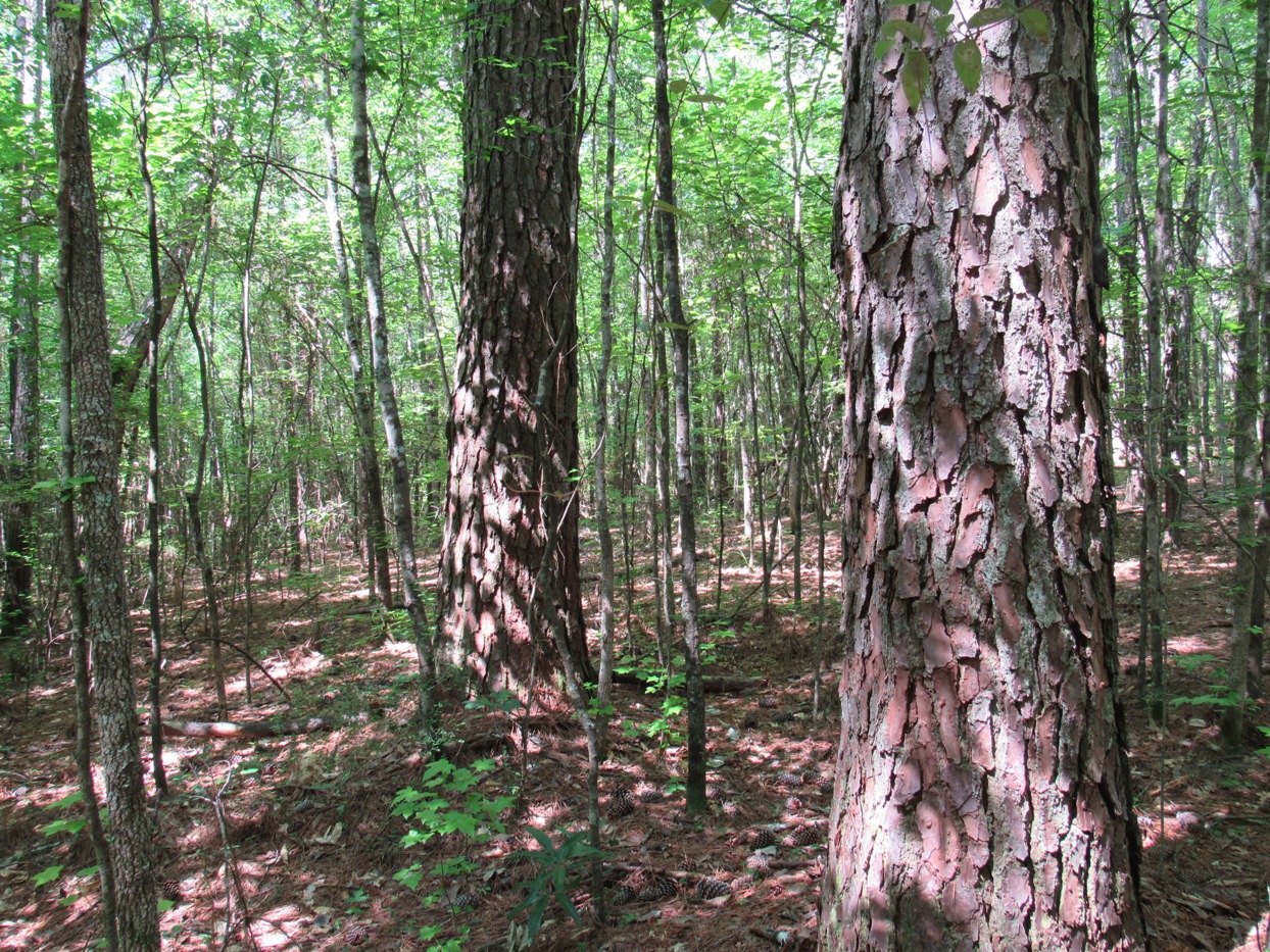 Alabama Land For Sale Eddie Stone REALTOR & Registered Forester