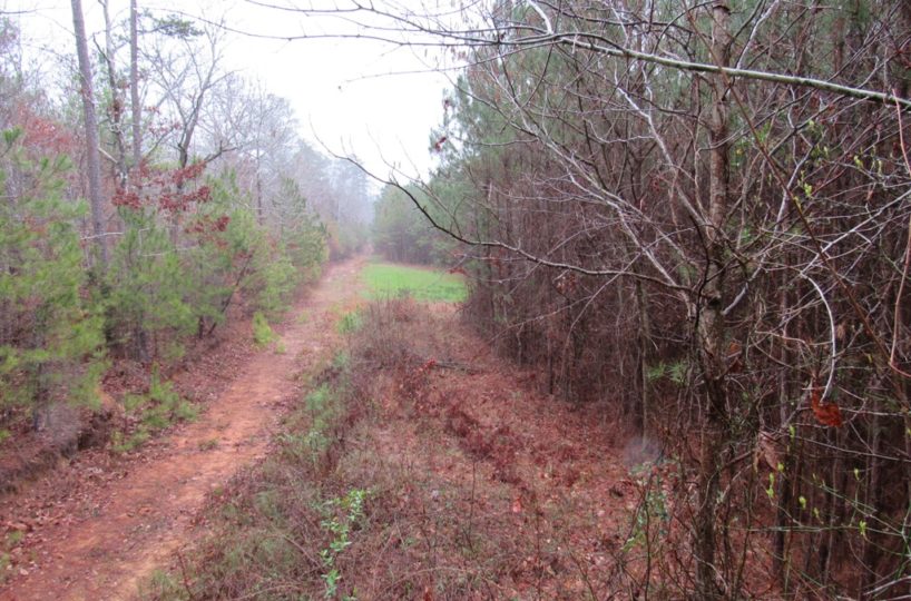 hunting land for sale in St. Clair County Alabama
