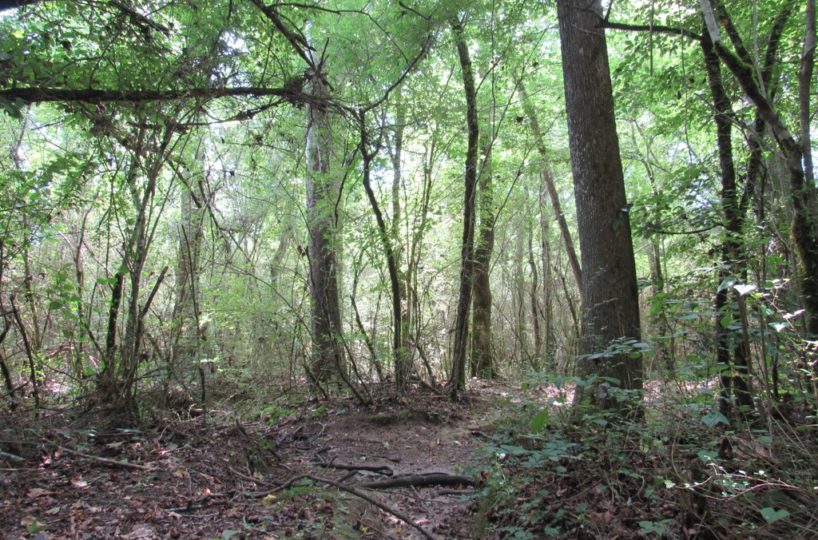 land for sale in Cullman County Alabama