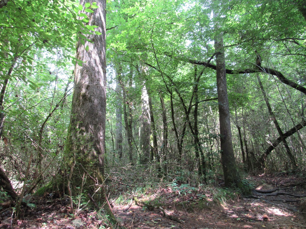 land for sale in Cullman County Alabama