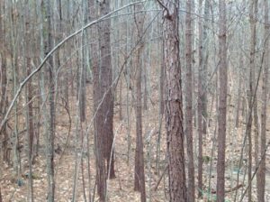 hunting land for sale jefferson county