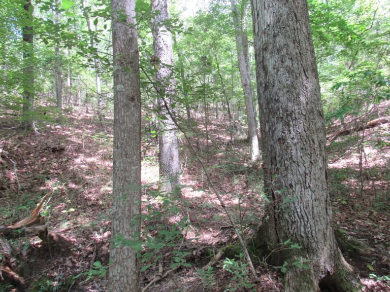 white oak - Alabama Land For Sale