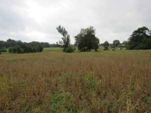 farm land for sale