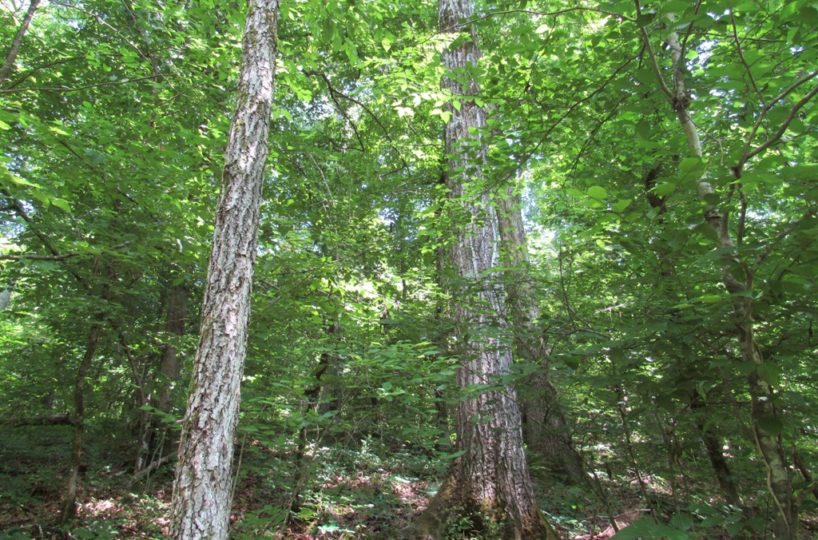 hunting land for sale blount county alabama
