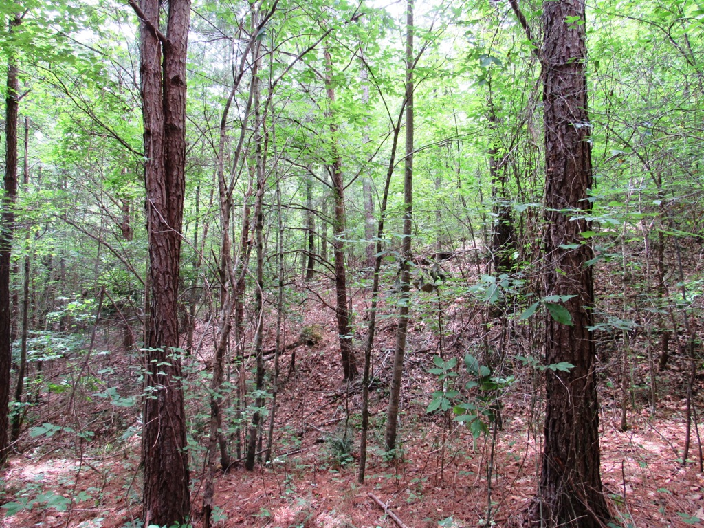 hunting land for sale in Blount County Alabama