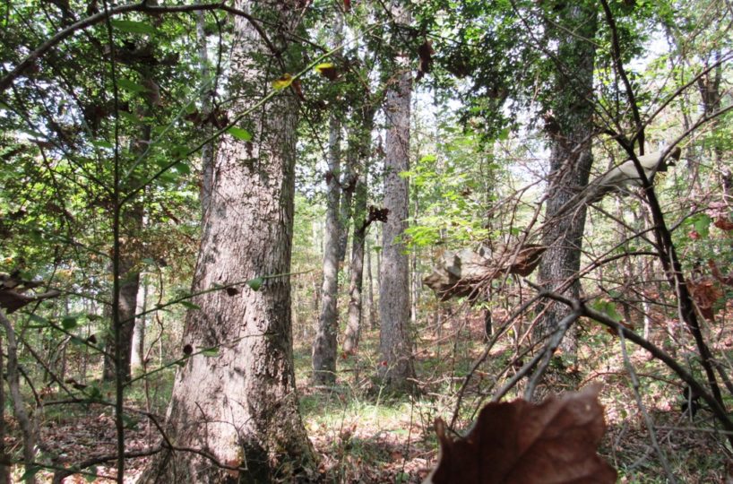 Alabama Land for Sale in Blount County Eddie Stone Great Southern Land