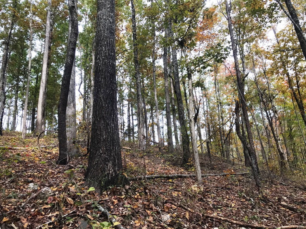 residential land for sale in st clair county https://buyalabamaland.com/