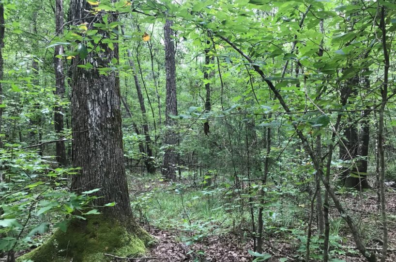 land for sale in Shelby County, Alabama