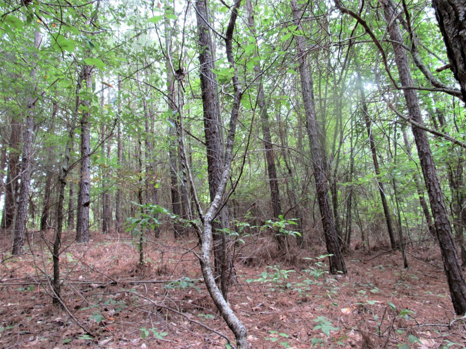 timber investment cullman county al (2) Alabama Land For Sale