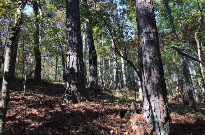 hunting land for sale st clair county alabama