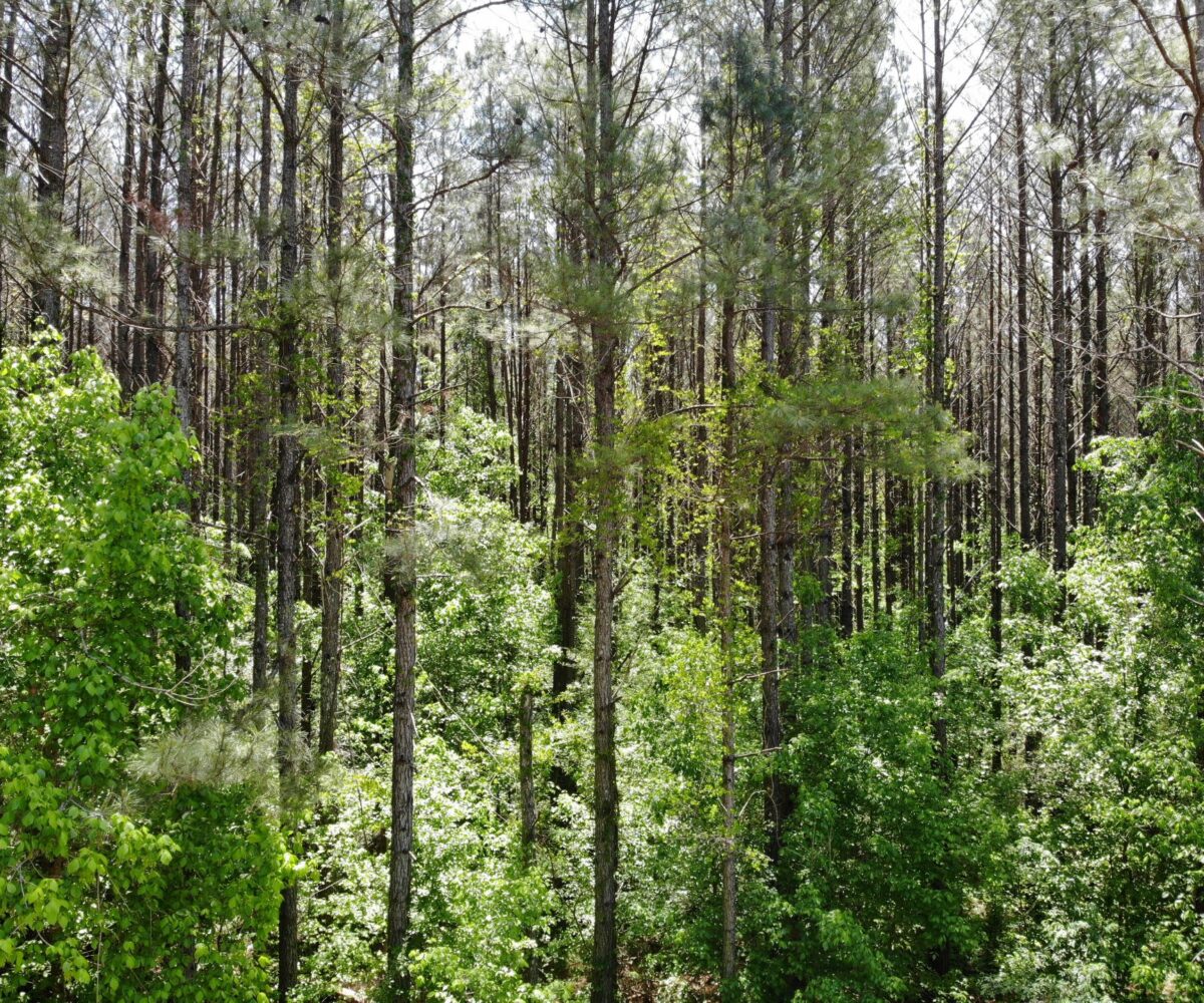 timber investment land for sale in Clay County Alabama