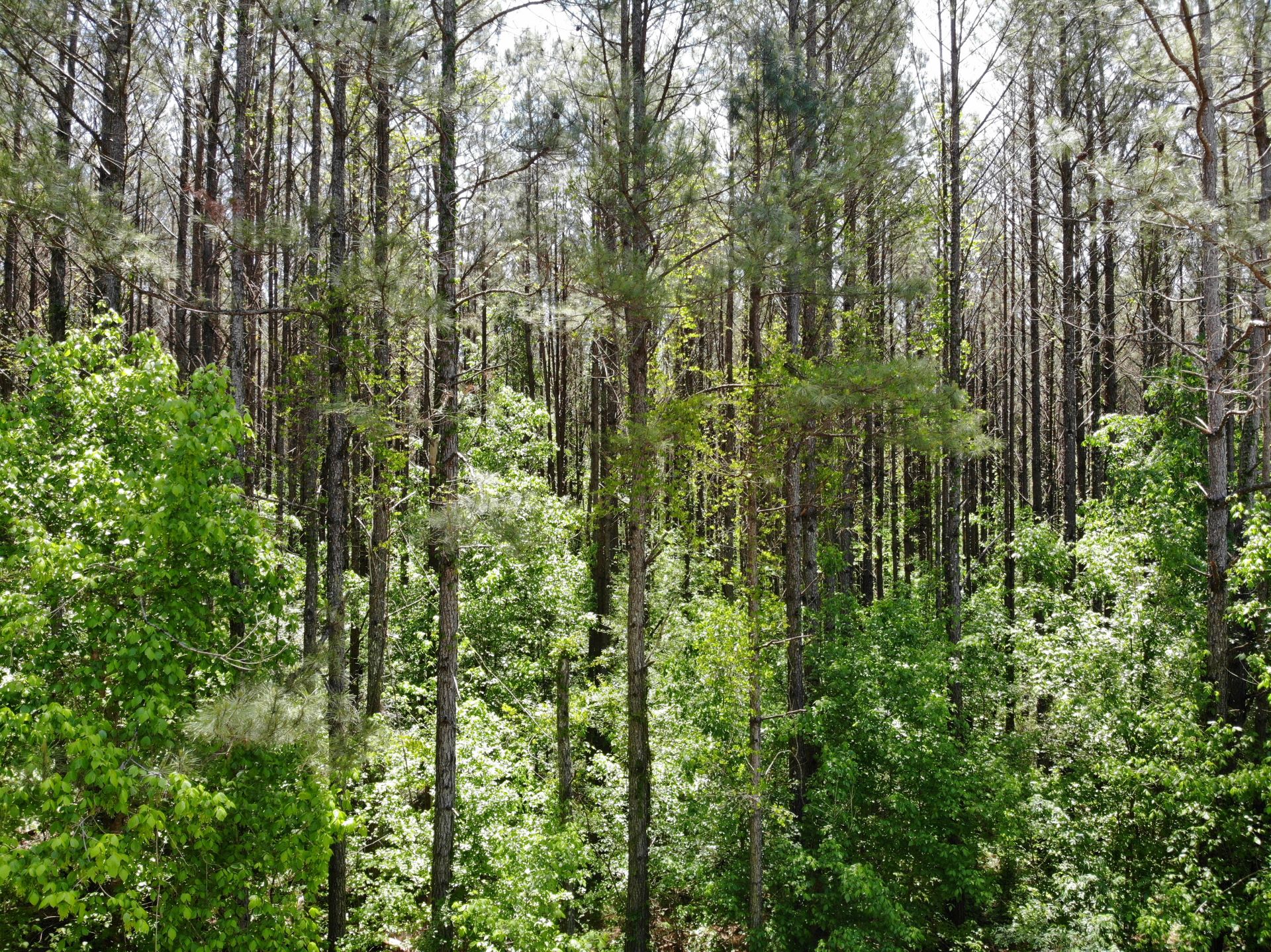 timber investment land for sale in Clay County Alabama