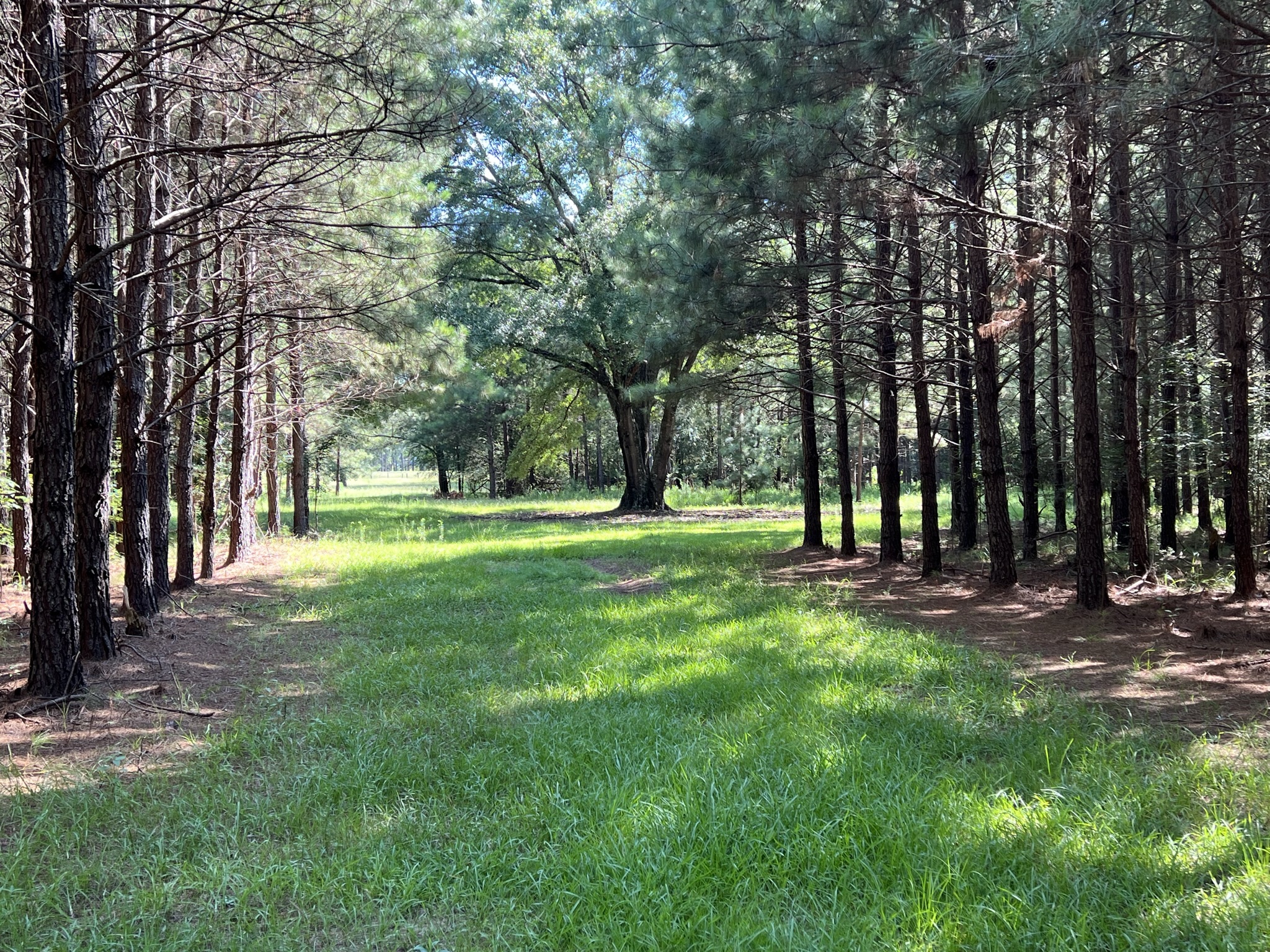 land for sale in alabama