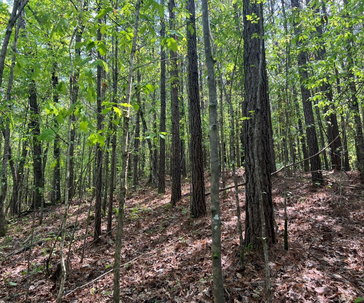 land for sale in st. clair county alabama