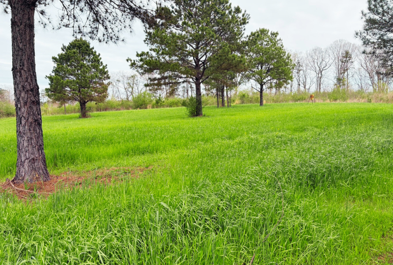 Land for sale in Alabama