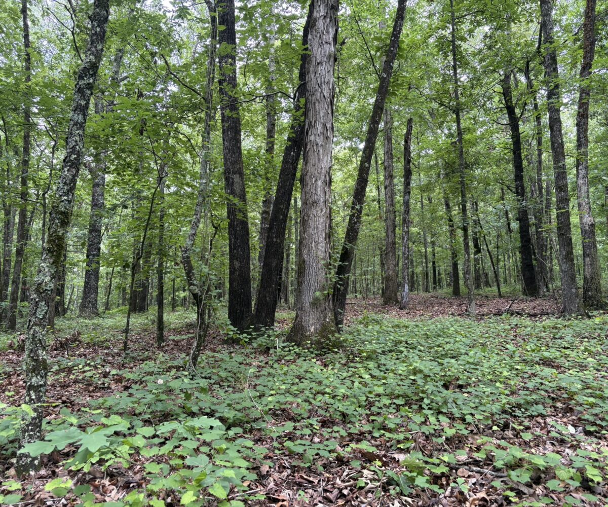 land for sale in alabama