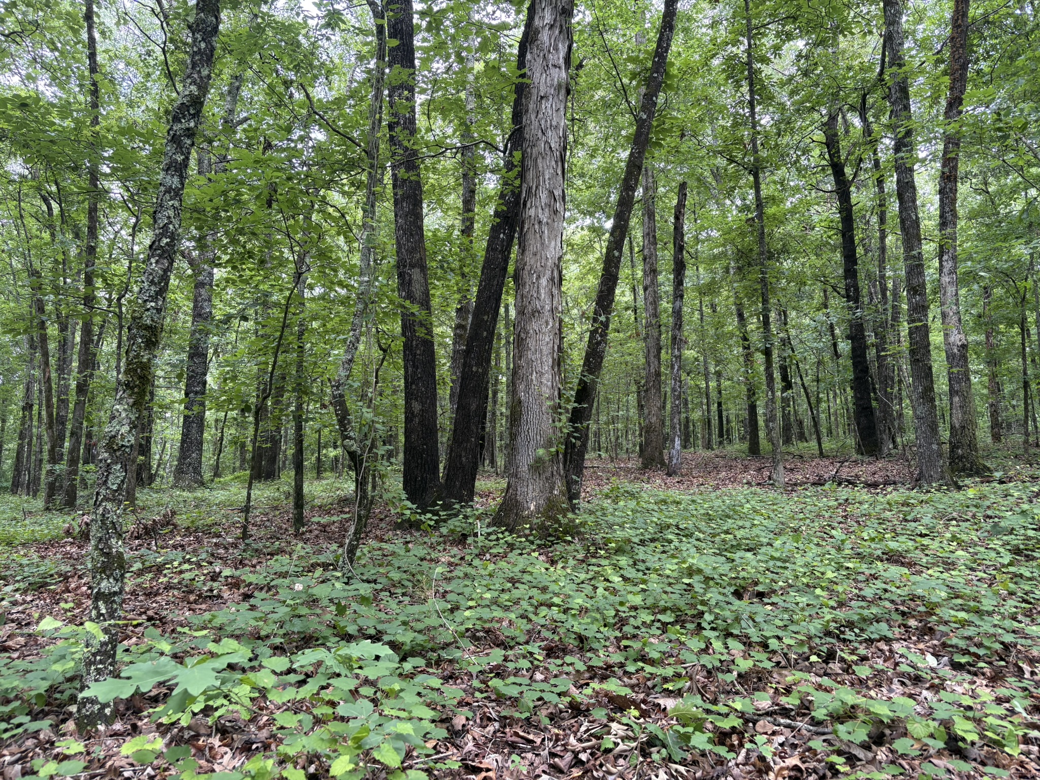 land for sale in alabama