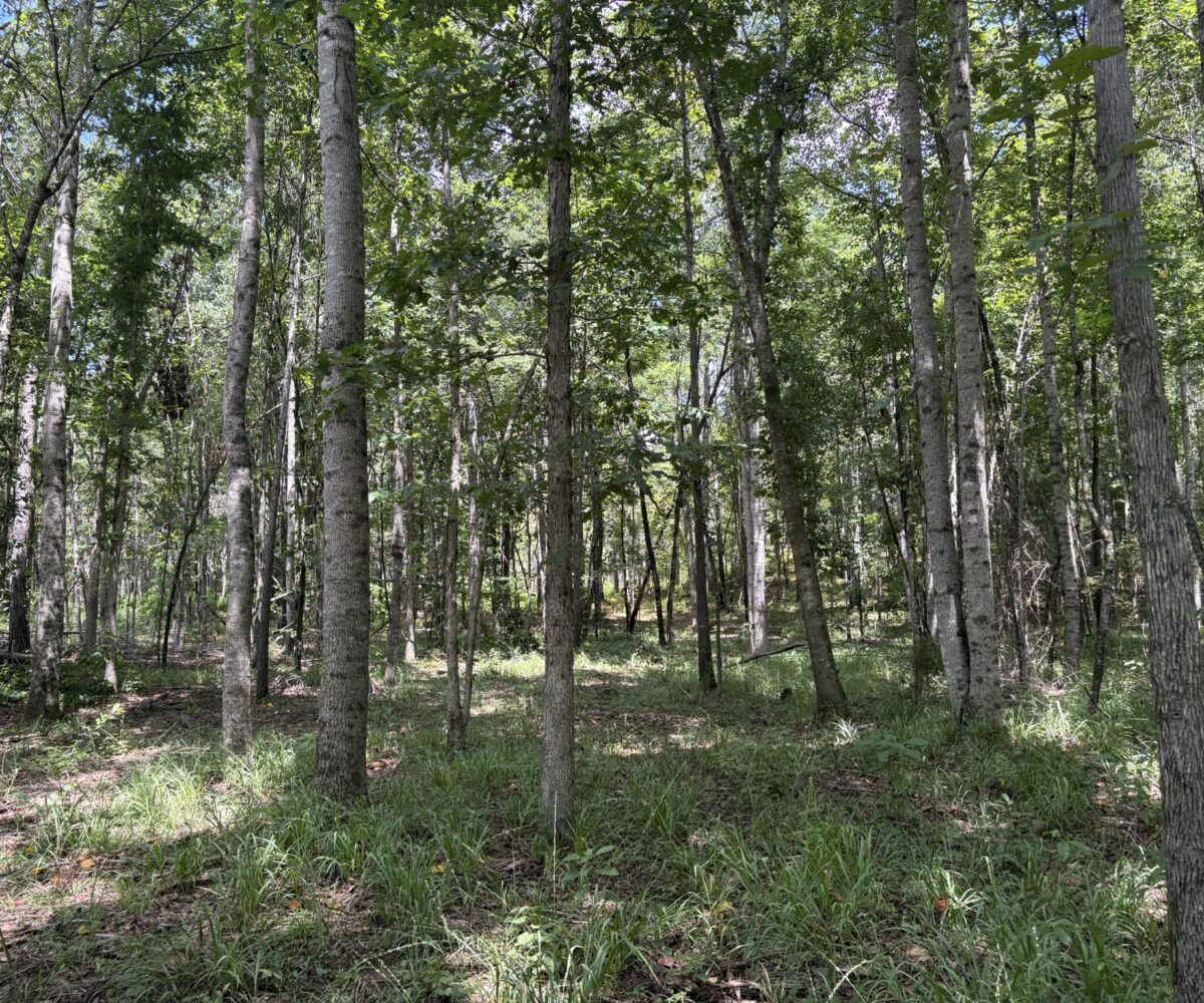 land for sale in Shelby County, Alabama
