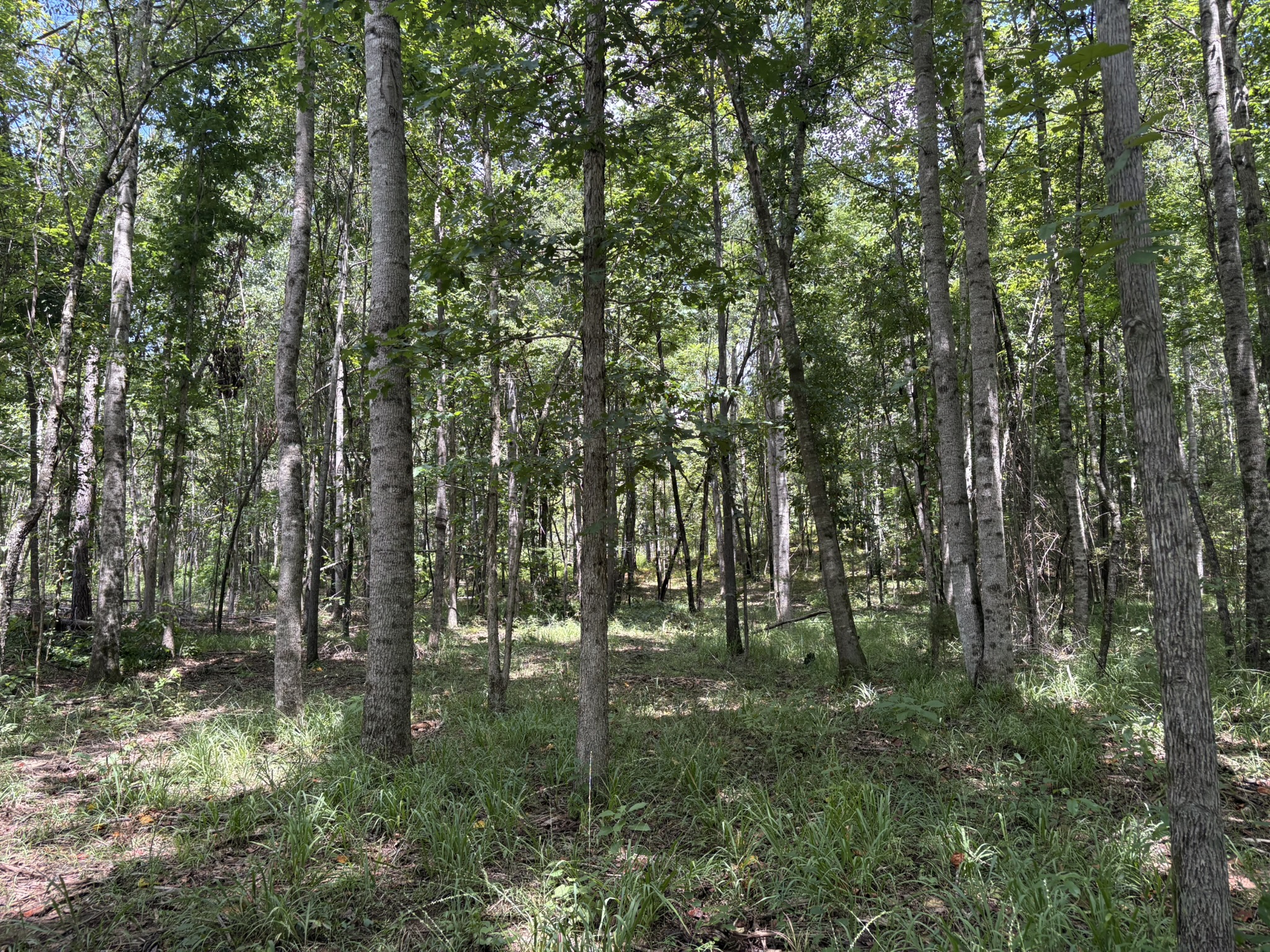 land for sale in Shelby County, Alabama
